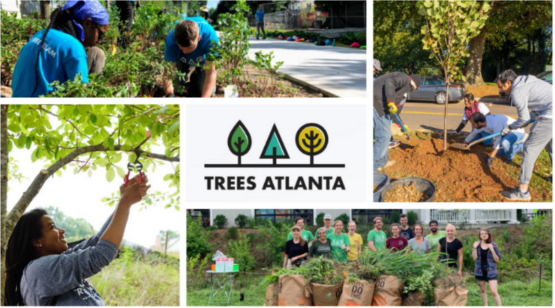 Brownieland Pictures Guest Blog Series featuring Trees Atlanta